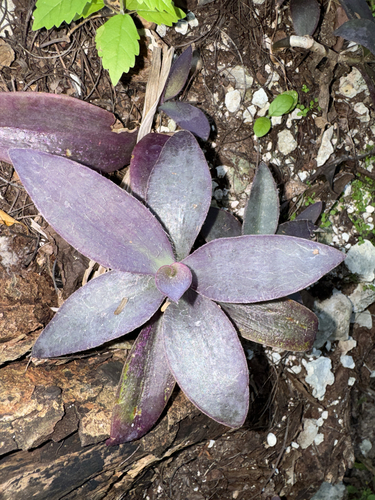 Purple queen