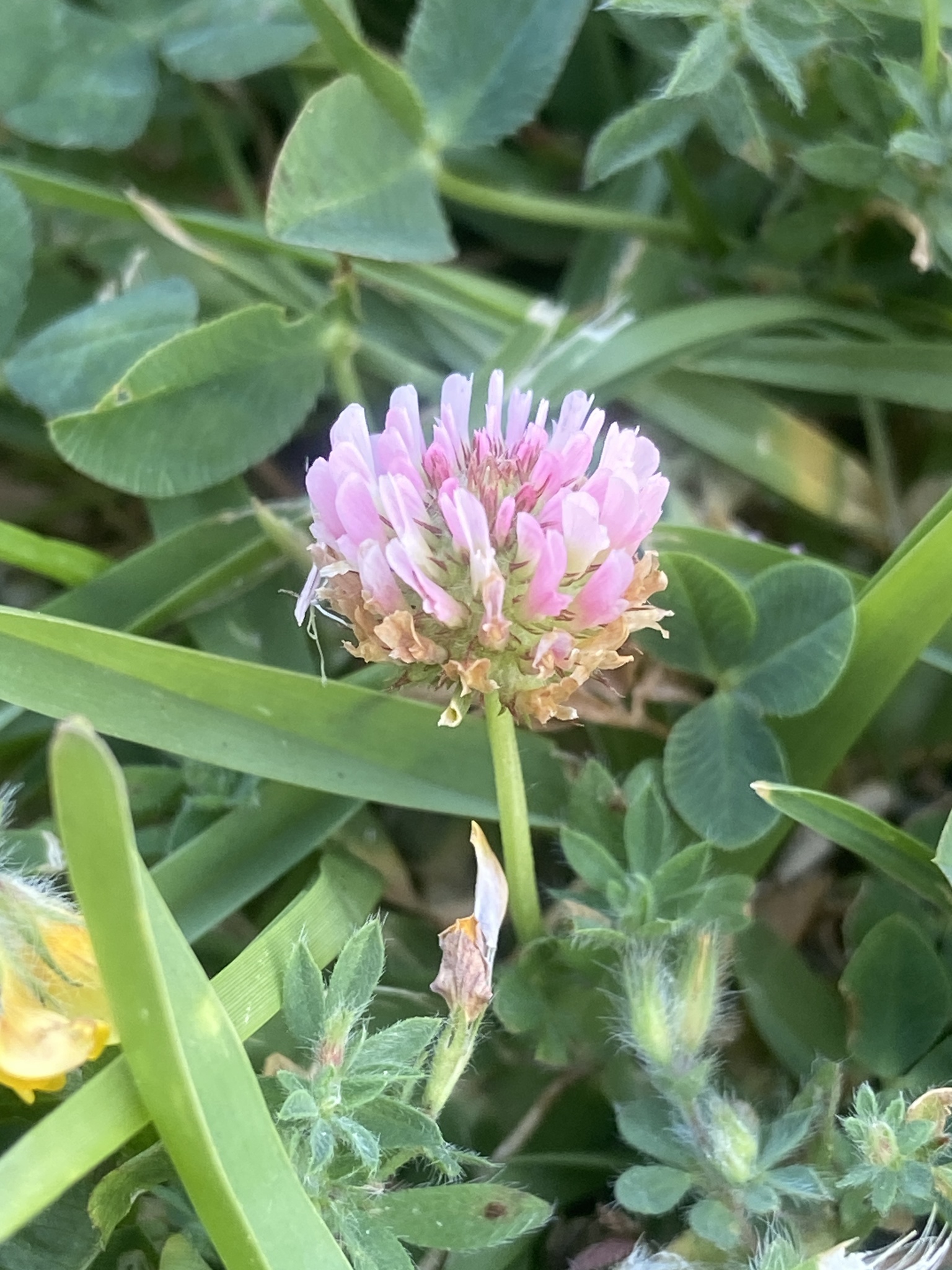 Strawberry clover