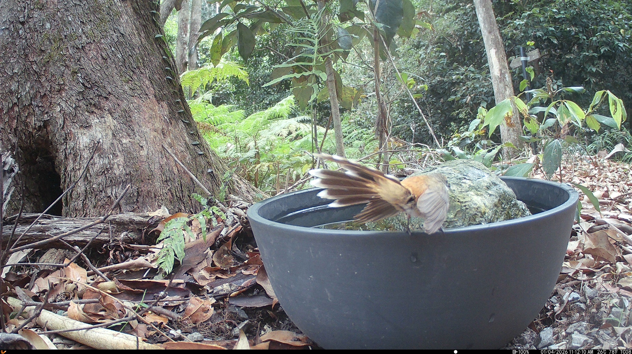 Australian Rufous Fantail (Rhipidura rufifrons), photo 5