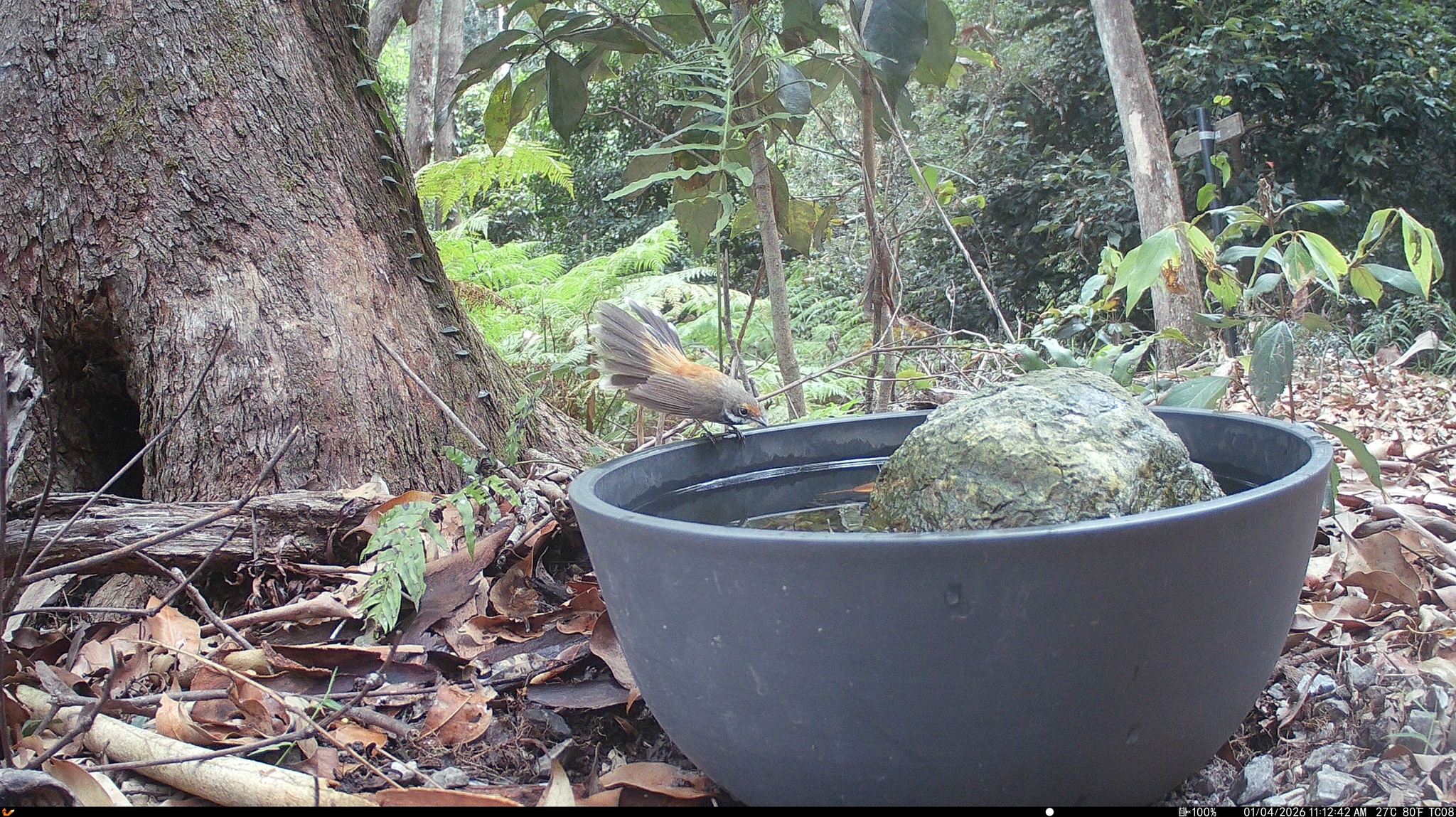 Australian Rufous Fantail (Rhipidura rufifrons), photo 6
