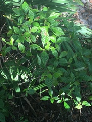 Psychotria nervosa