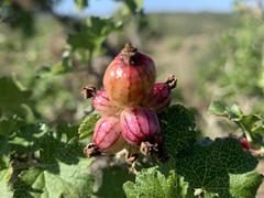 Ribes tortuosum