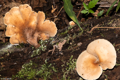 Auriscalpium villipes