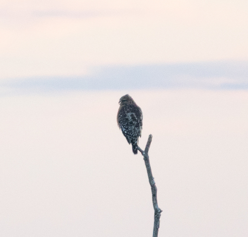 Red-shouldered Hawk (Buteo lineatus), photo 7