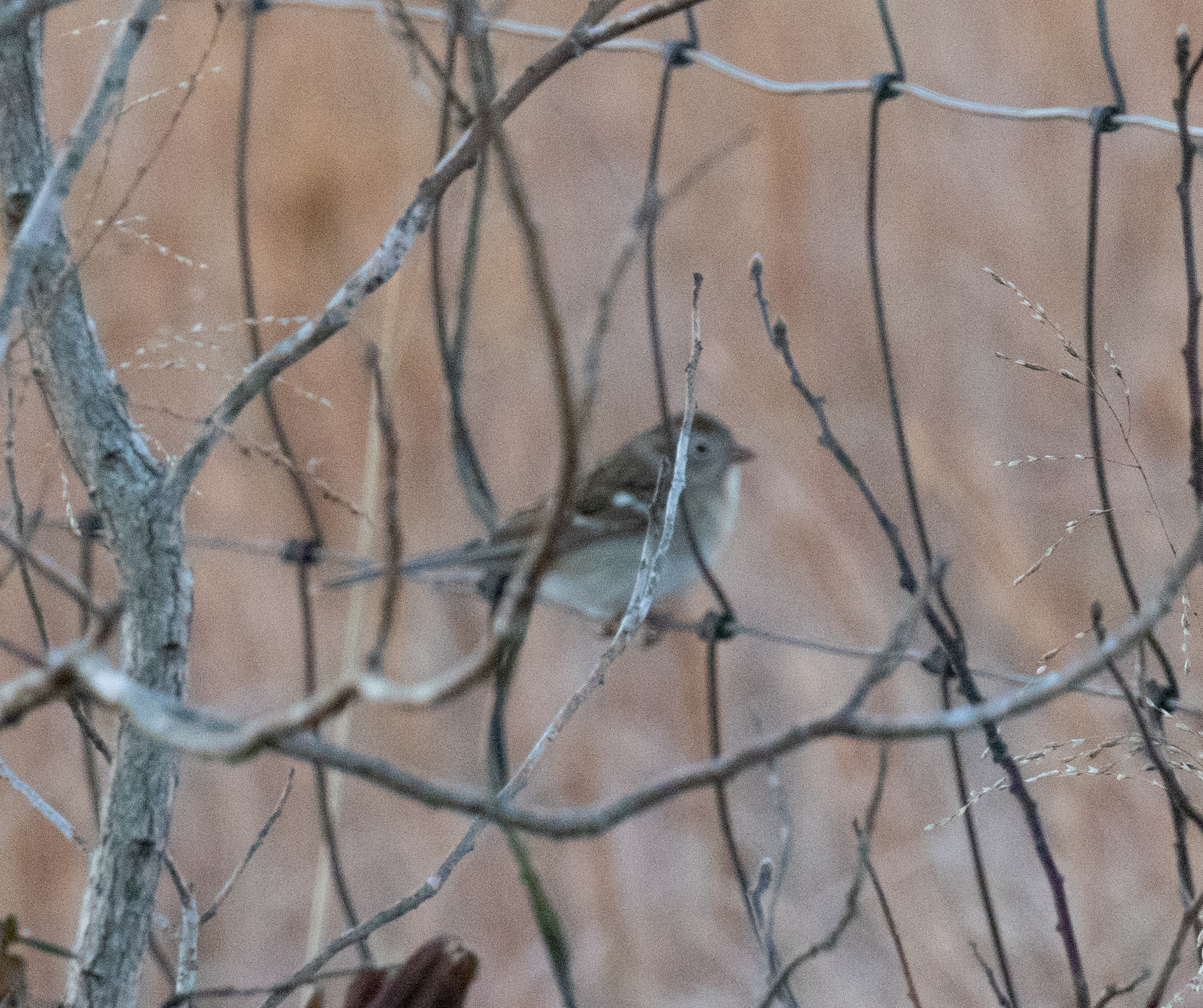 Field Sparrow (Spizella pusilla), photo 3