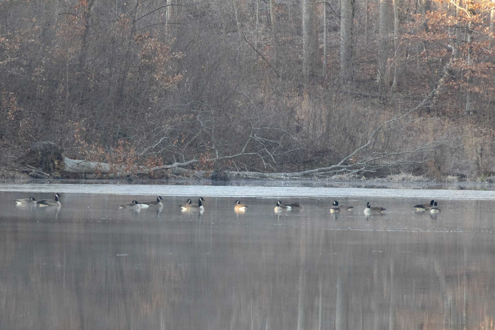 Canada Goose (Branta canadensis), photo 2