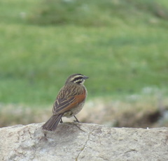 Emberiza capensis