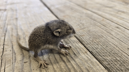 Bushy-tailed Woodrat, Duncan, BC V9L 6K4, Canada, photo 5 of 10