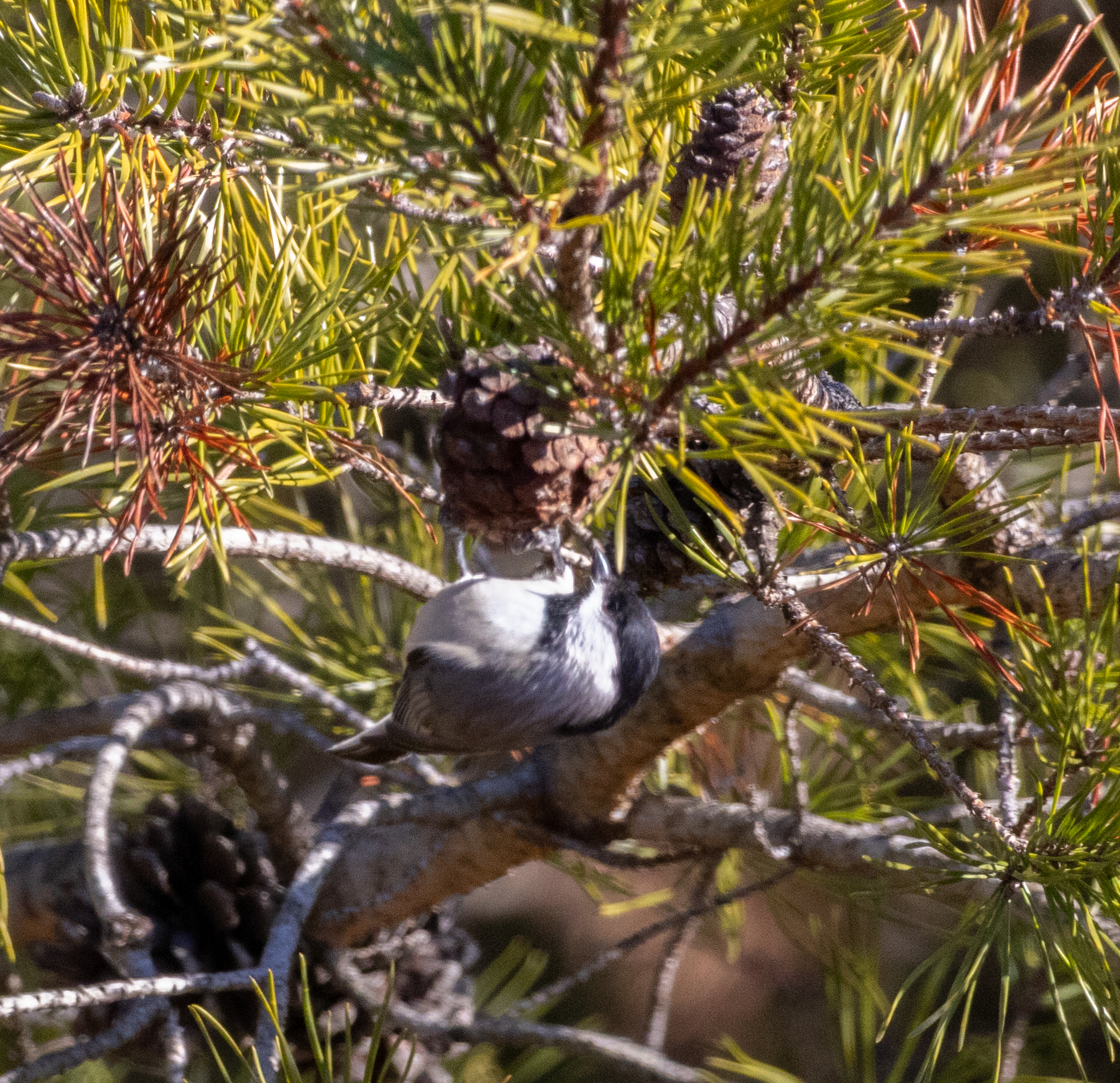 Carolina Chickadee (Poecile carolinensis), photo 5