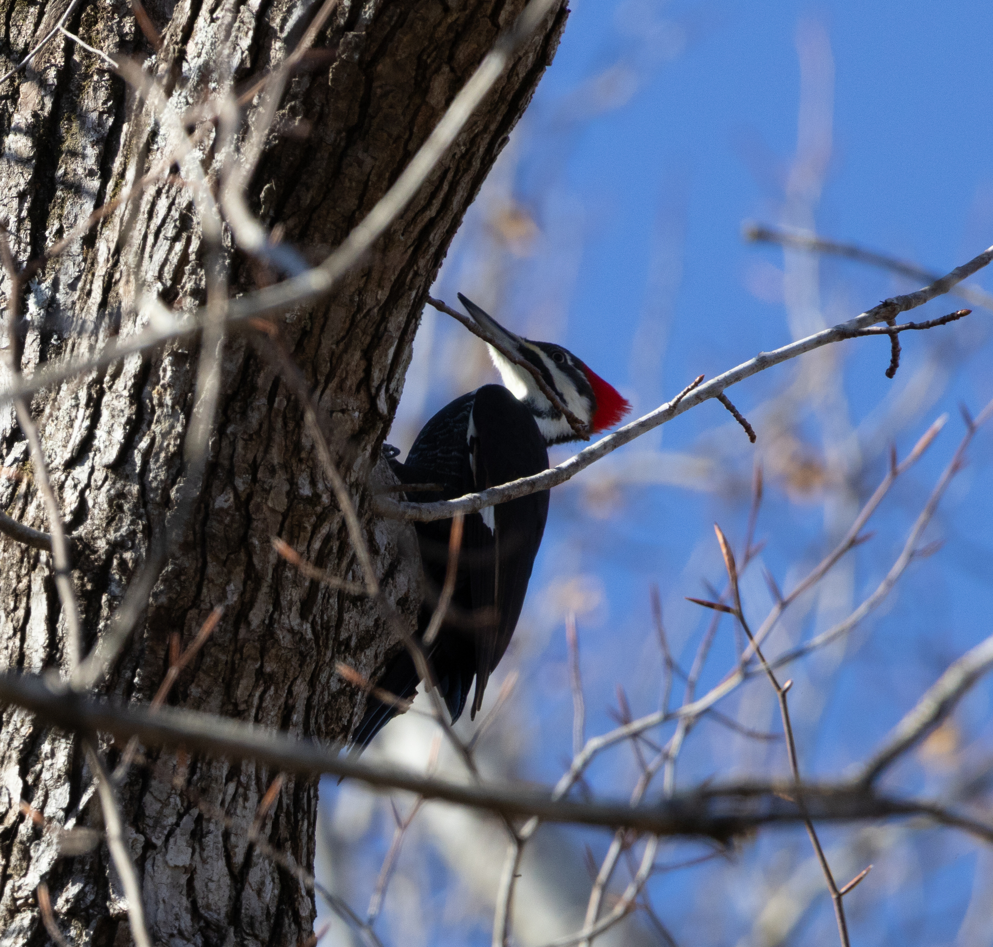 Pileated Woodpecker (Dryocopus pileatus), photo 8