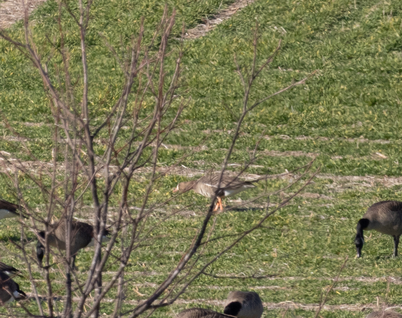 Greater White-fronted Goose (Anser albifrons), photo 9