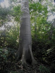 Cavanillesia platanifolia, photograph (c) Louis Imbeau, some rights reserved (CC BY)