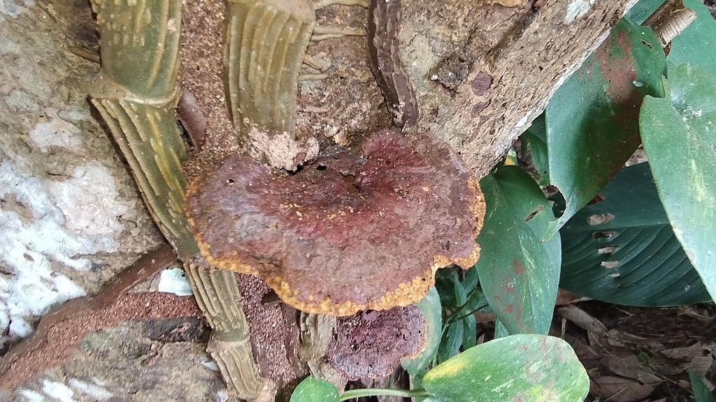 Fuscoporia gilva · December 2025 · photo: © biomartita (iNaturalist, cc-by)