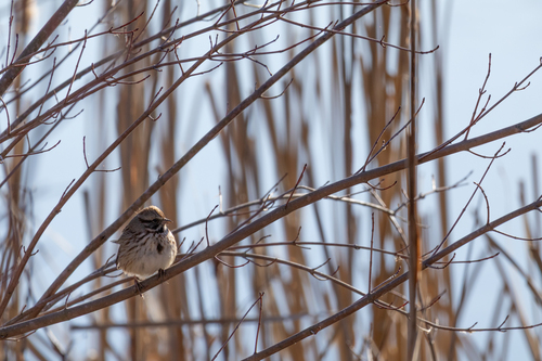 Song Sparrow (Melospiza melodia), photo 6