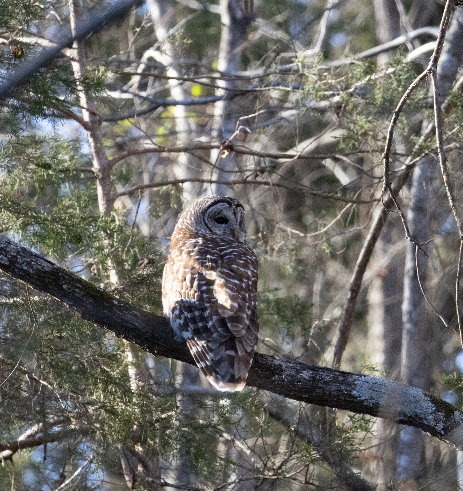 Barred Owl (Strix varia), photo 4
