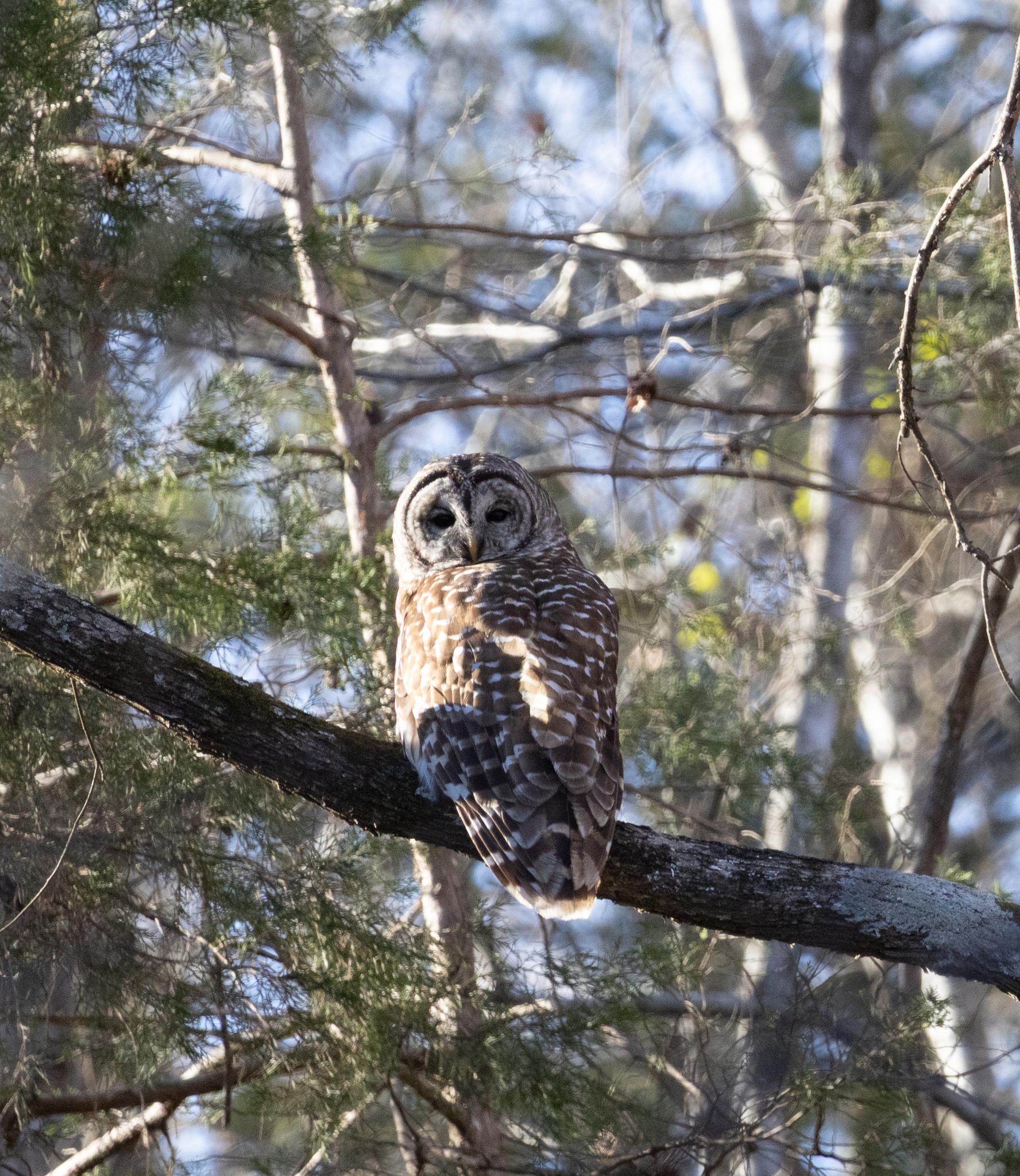 Barred Owl (Strix varia), photo 3