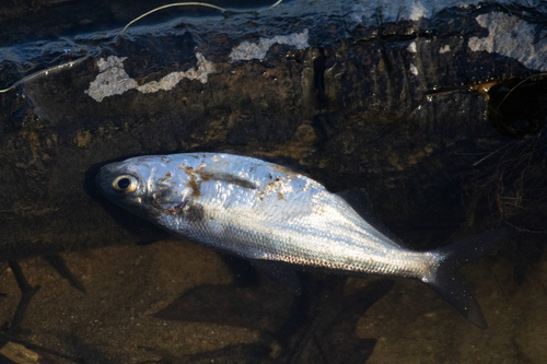American gizzard shad (Dorosoma cepedianum) — Clupeidae