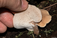 Auriscalpium villipes