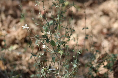 Carlowrightia neesiana