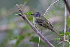 Leptopogon superciliaris