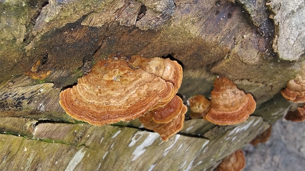 Hymenochaete iodina · December 2025 · photo: © biomartita (iNaturalist, cc-by)