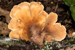 Auriscalpium villipes
