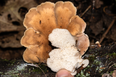 Auriscalpium villipes