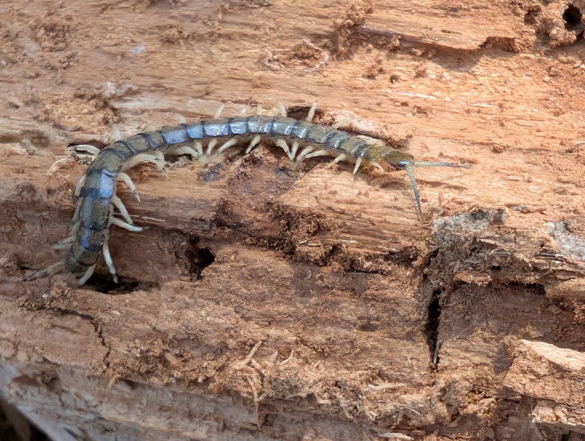 Hemiscolopendra marginata Say, 1821