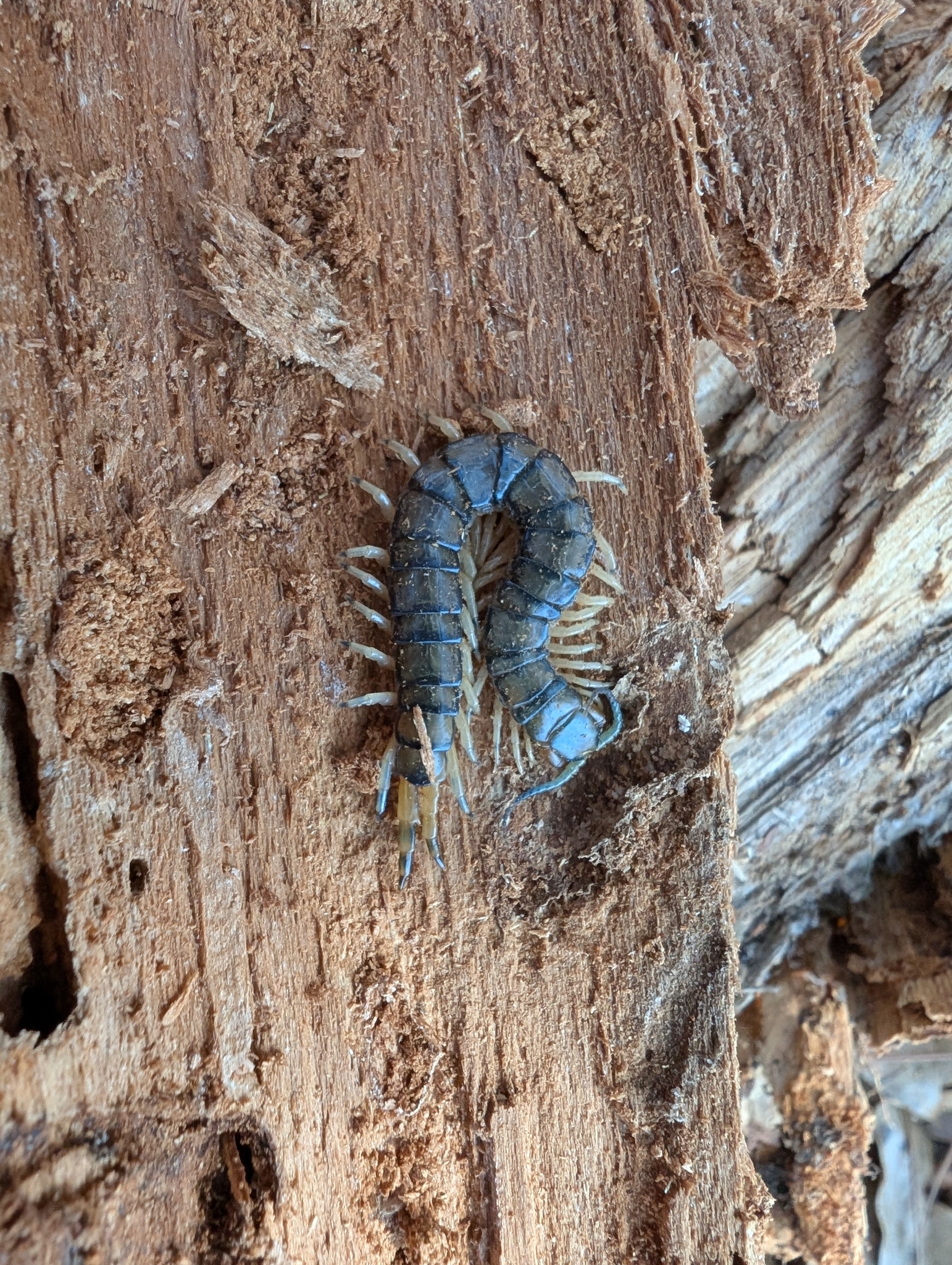 Hemiscolopendra marginata Say, 1821