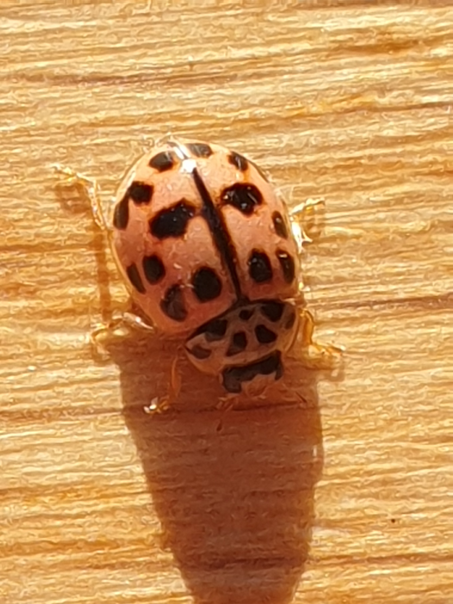 Oenopia conglobata
