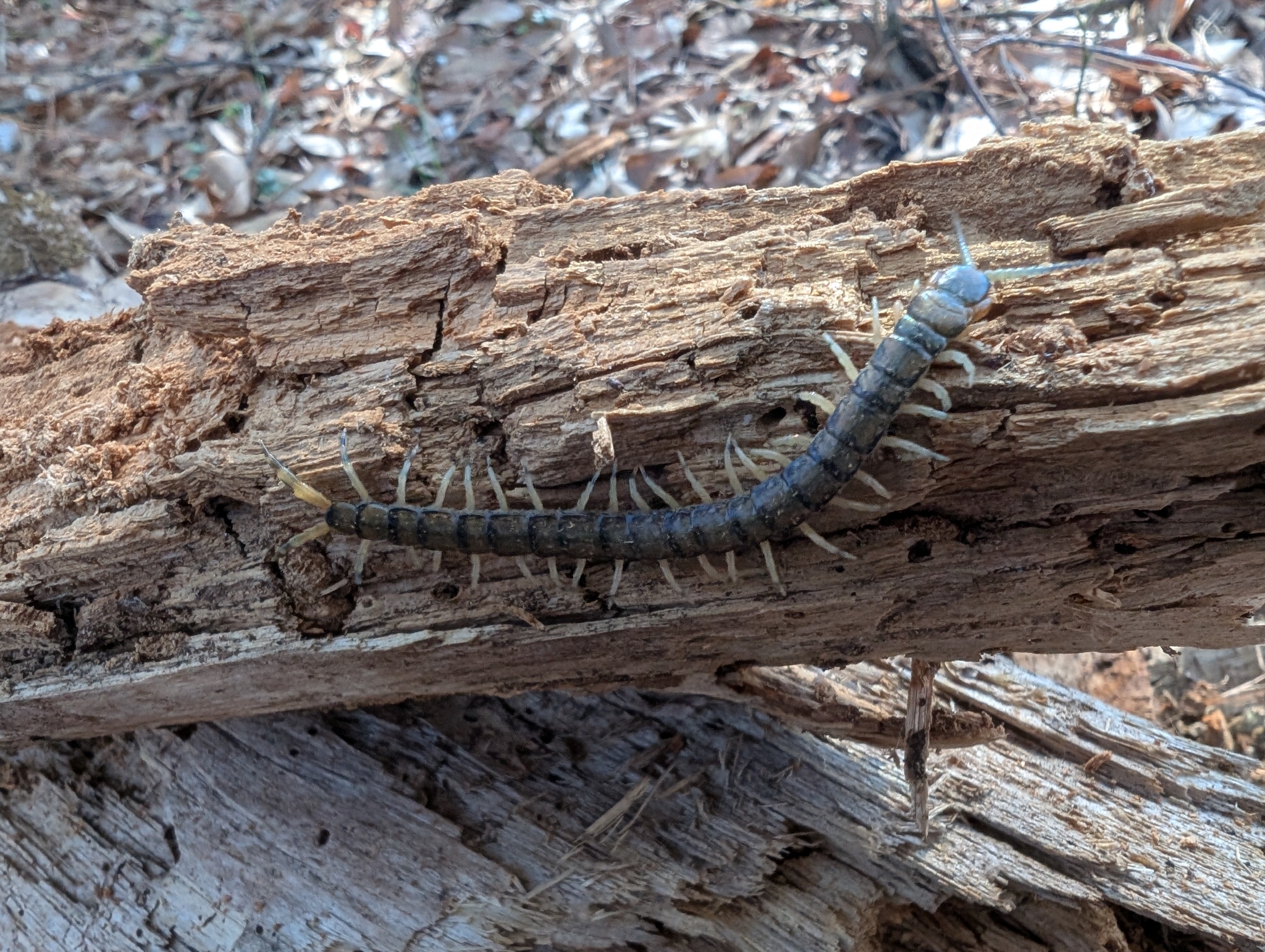 Hemiscolopendra marginata Say, 1821