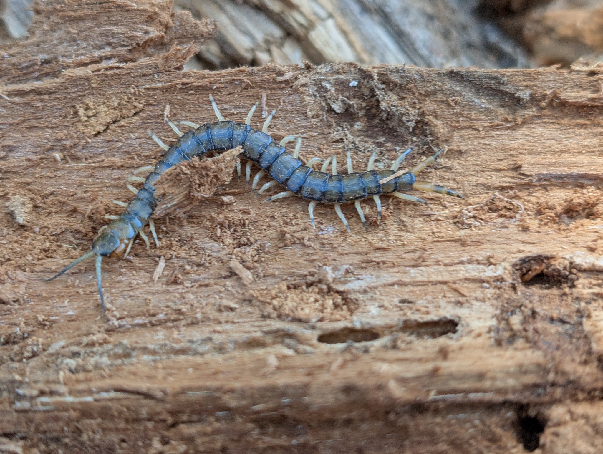 Hemiscolopendra marginata Say, 1821