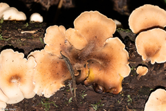 Auriscalpium villipes