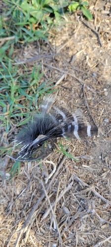 Plume de Râle d'eau