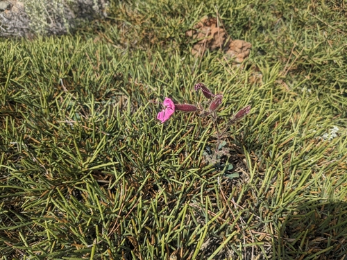 Saponaria cypria, photograph 1