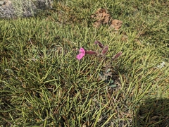 Saponaria cypria, photograph (c) Marios Thoma, some rights reserved (CC BY)