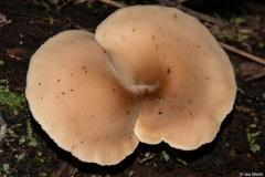 Auriscalpium villipes