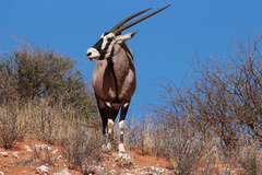 Oryx gazella