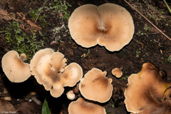Auriscalpium villipes