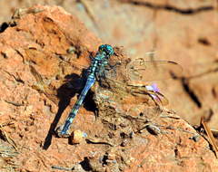 Orthetrum brachiale