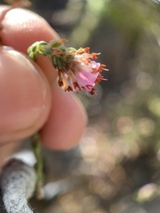 Erica labialis