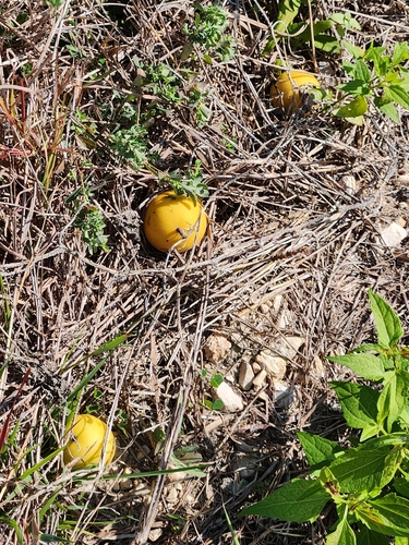 Ein weiteres Foto von Melon