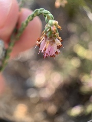 Erica labialis