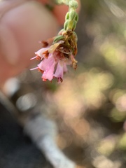 Erica labialis