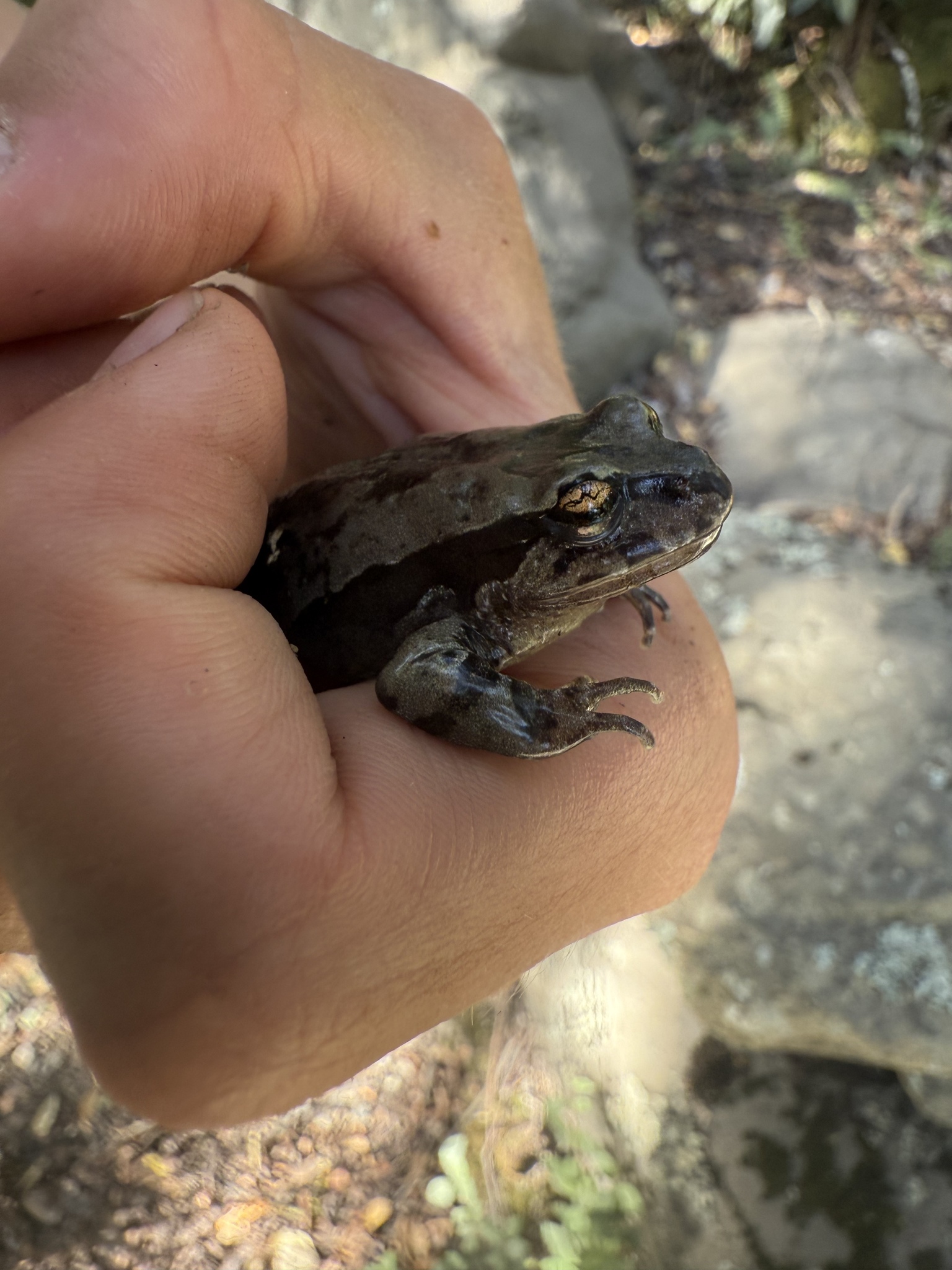 Eupsophus calcaratus (Günther, 1881)