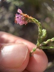 Erica labialis