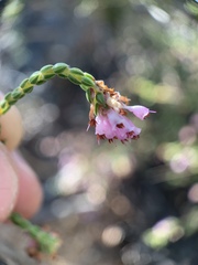 Erica labialis