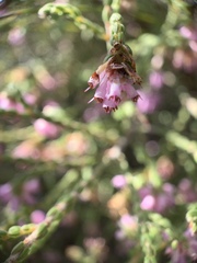 Erica labialis