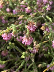 Erica labialis