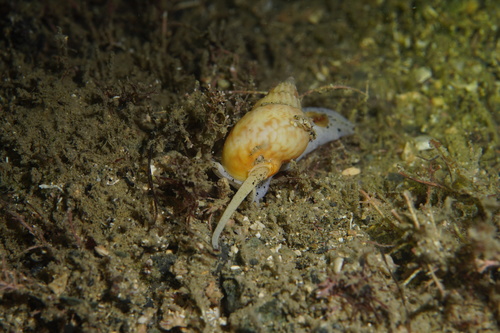 Nassarius spiratus, 2026-01-01